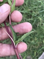Acmella oppositifolia