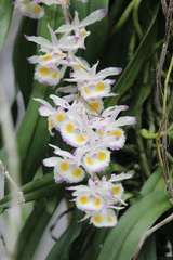 Dendrobium devonianum