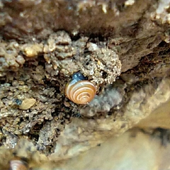 Euconulus fulvus