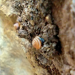 Euconulus fulvus
