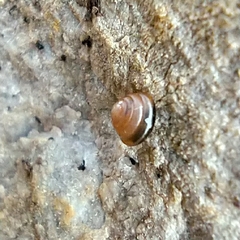 Euconulus fulvus