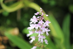 Stenoglottis