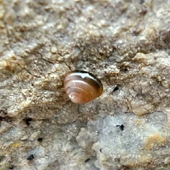 Euconulus fulvus