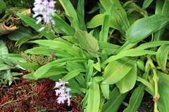 Stenoglottis