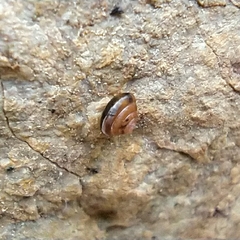 Euconulus fulvus