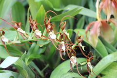 Brassia allenii