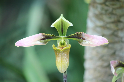 Bullen's Paphiopedilum (Paphiopedilum bullenianum)