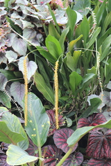 Dendrochilum