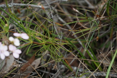 Stylidium scandens