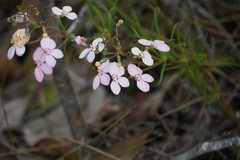 Stylidium scandens