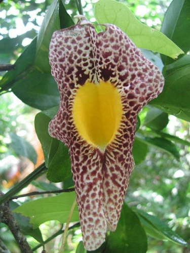 fragrant dutchman's pipe