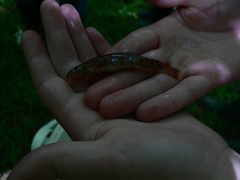 Barbatula barbatula