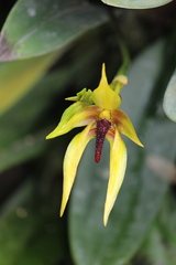 Bulbophyllum amplebracteatum