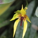 Bulbophyllum carunculatum - Photo (c) Steven Kurniawidjaja, algunos derechos reservados (CC BY-NC), uploaded by Steven Kurniawidjaja