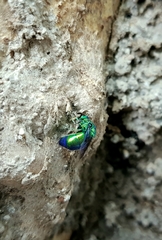 Chrysis angolensis