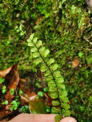 Asplenium trichomanes trichomanes