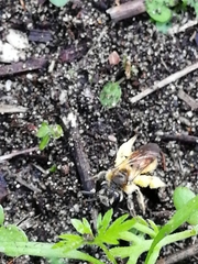 Andrena