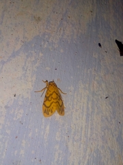 Ammatho cuneonotatus