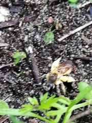 Andrena