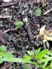 Andrena
