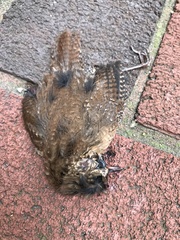 Troglodytes hiemalis