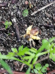 Andrena
