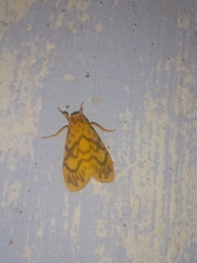 Ammatho cuneonotatus