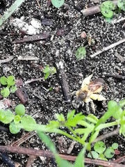 Andrena