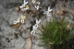 Stylidium spinulosum