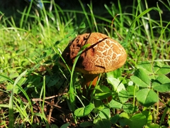 Xerocomellus chrysenteron