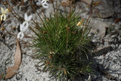 Stylidium spinulosum