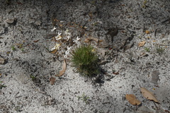 Stylidium spinulosum