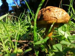 Xerocomellus chrysenteron