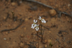 Stylidium androsaceum