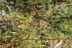 Solidago gillmanii