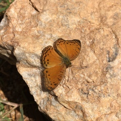 Phalanta eurytis eurytis