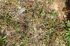 Solidago gillmanii
