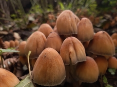 Coprinellus