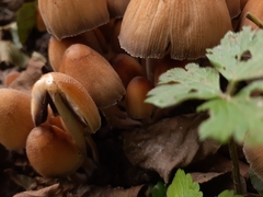 Coprinellus