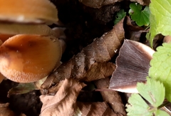 Coprinellus