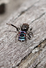 Maratus karrie