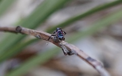 Maratus karrie