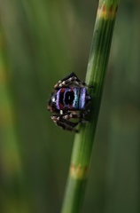 Maratus karrie