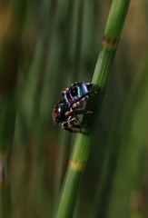 Maratus karrie
