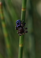 Maratus karrie