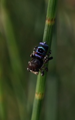 Maratus karrie