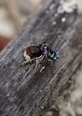 Maratus karrie