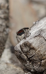 Maratus karrie