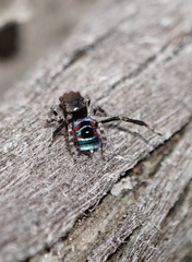 Maratus karrie