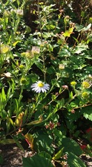 Aster yomena